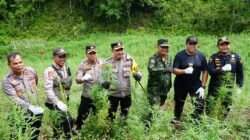 BNN RI Musnahkan 7 Ton Ganja Siap Panen